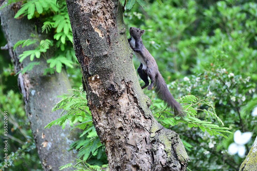 Eurasian Red Squirrel on the tree Eurasian Red Squirrel on the tree