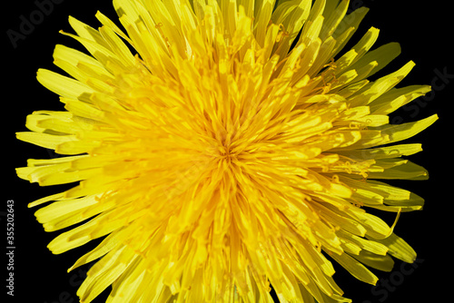 Yellow dandelion cap on a black background