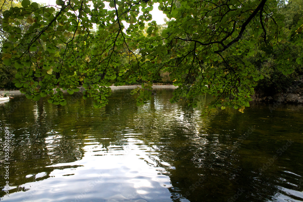 park with water pond and tree leaves park with water pond and tree leaves