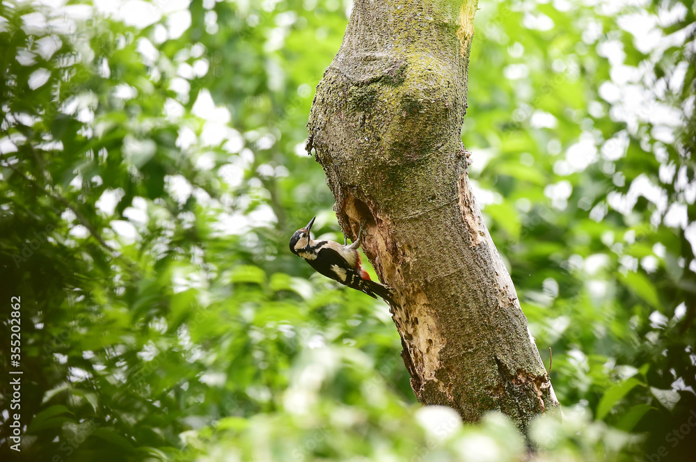 A great spotted woodpecker bird A great spotted woodpecker bird