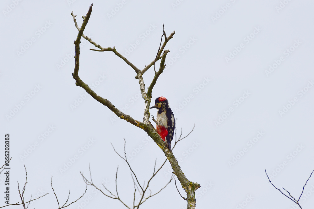 A great spotted woodpecker bird A great spotted woodpecker bird