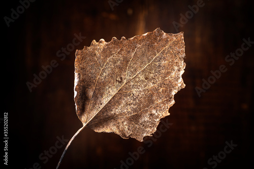 Aspen leaf on a wooden background