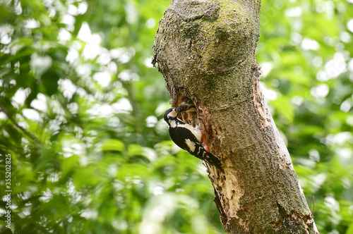 A great spotted woodpecker bird