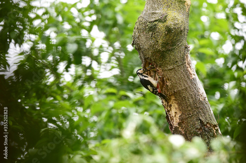 A great spotted woodpecker bird