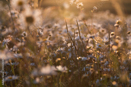 Wildflower Daisies At Sunset