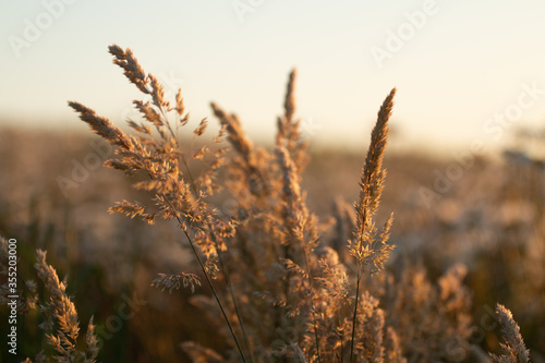 Grass Tips At Sunset