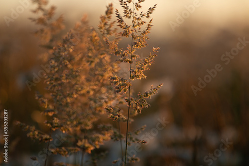 Grass Fronds In Spring Meadow At Sunset