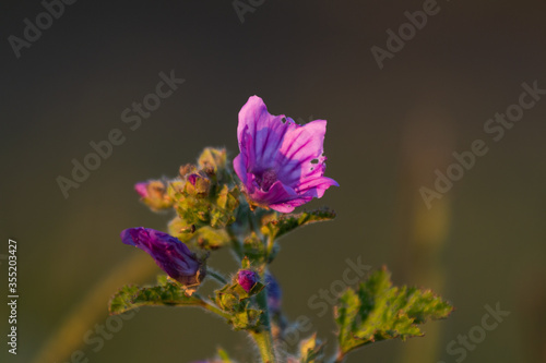 Close Up Purple Flower At Sunset