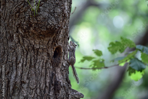 A squirrel on the tree