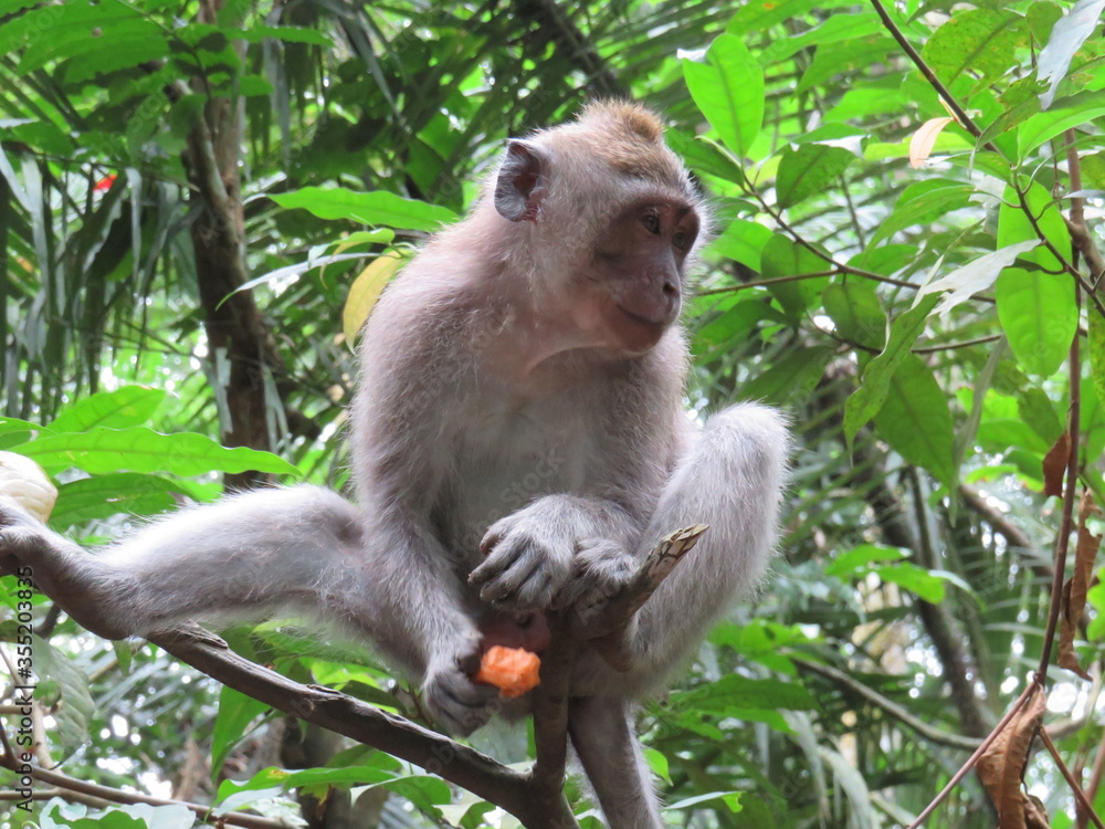Fototapeta premium Forêt des singes Ubud Bali Indonésie