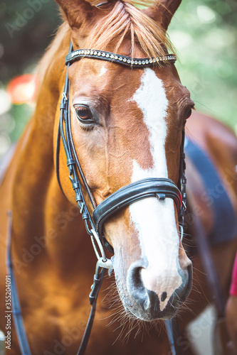 Beautiful horse in a bridle with brown eyes and a white spot on the face