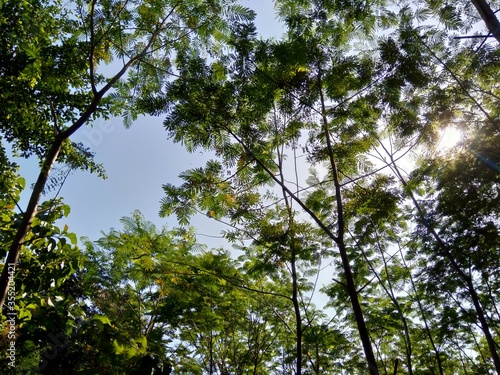 Albizia chinensis (silk tree, Chinese albizia, kool, khang hung, kang luang, cham, sengon) leaves with natural background. Albizia chinensis use as crates, boats, potions and bridges photo