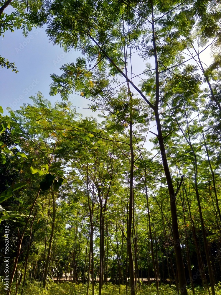 Fototapeta premium Albizia chinensis (silk tree, Chinese albizia, kool, khang hung, kang luang, cham, sengon) leaves with natural background. Albizia chinensis use as crates, boats, potions and bridges