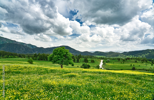 Yellow flowers, trees, clouds and road. Meadow landscape panorama was taken in Savsat / Şavşat, Artvin, Black Sea / Karadeniz region of Turkey