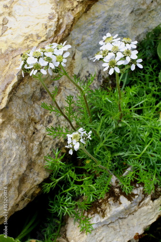 Schwarzrandige Schafgarbe, Achillea atrata photo