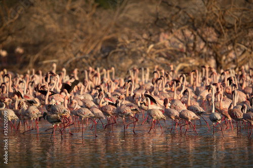 Lesser Flamingos in the golden light of morning hours at Lake Bogoria, Kenya