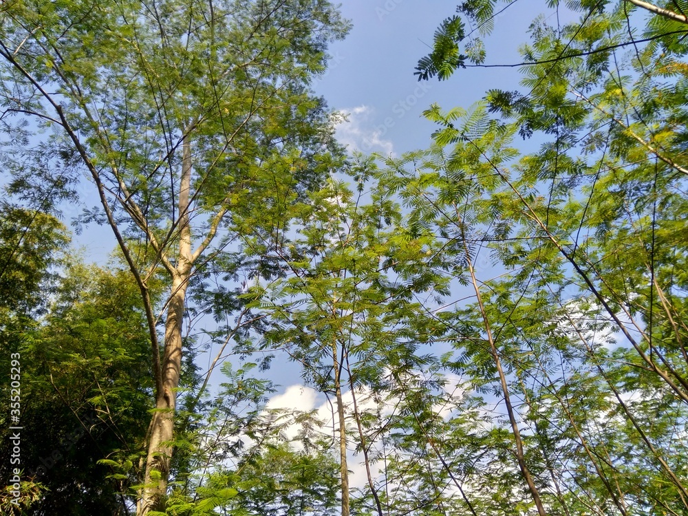 Obraz premium Albizia chinensis (silk tree, Chinese albizia, kool, khang hung, kang luang, cham, sengon) leaves with natural background. Albizia chinensis use as crates, boats, potions and bridges