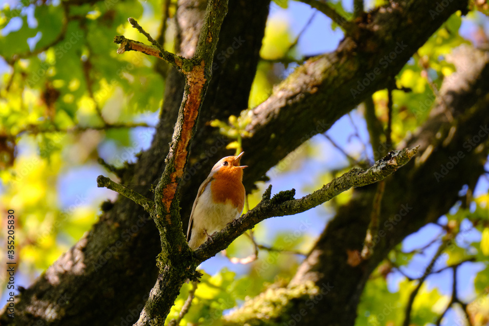 Singing European Robin in a tree surrounded by forest with unsharp green leaves in background