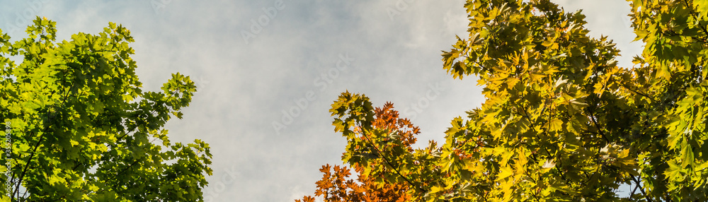 color leaves in the blue sky color leaves in the blue sky