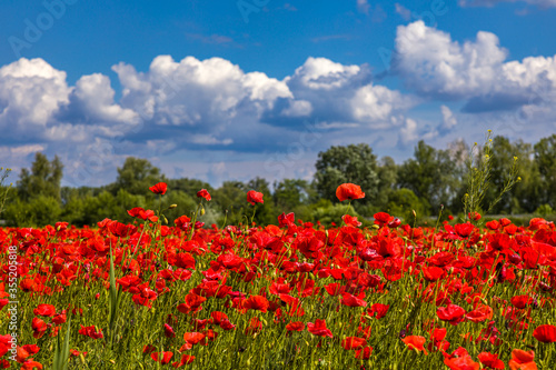 Field with red poppies near the village of Kuty