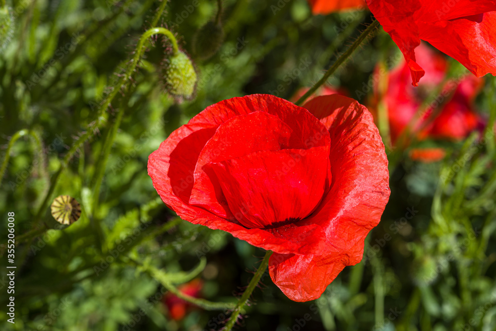 Obraz premium Field with red poppies near the village of Kuty