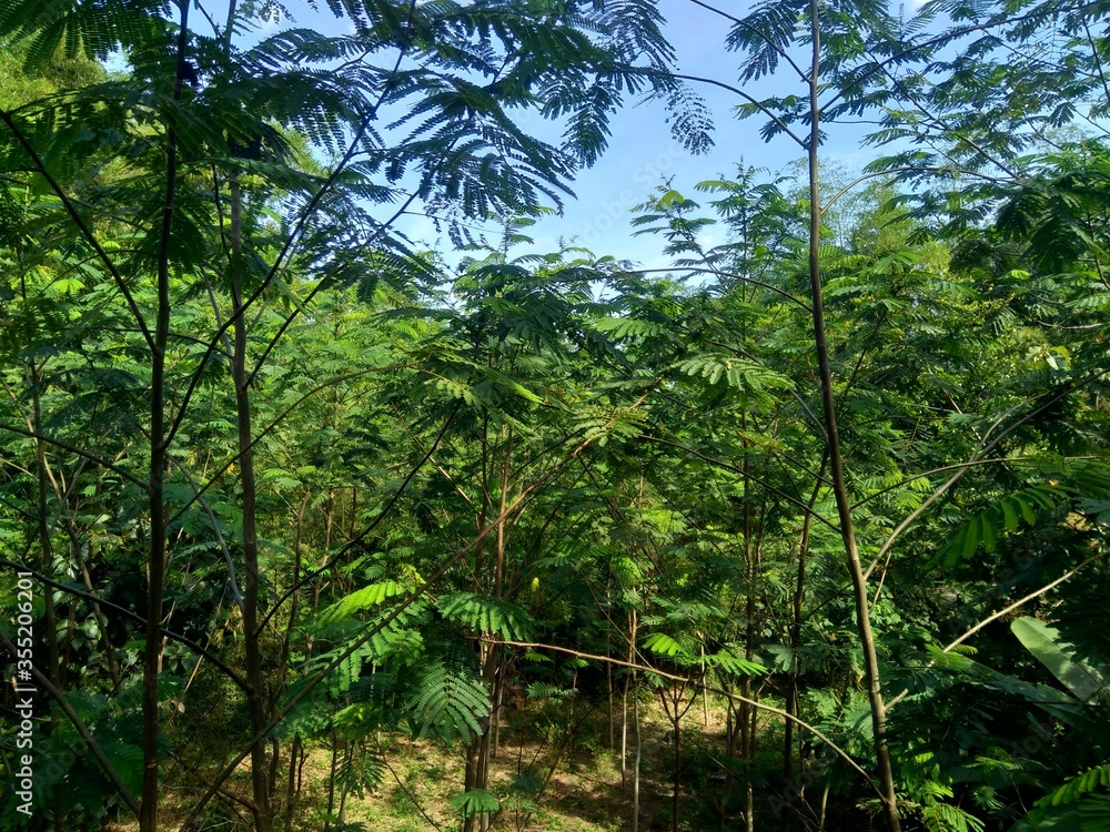 Fototapeta premium Albizia chinensis (drzewo jedwabne, chińska albizia, kool, khang hung, kang luang, cham, sengon) liście na naturalnym tle. Albizia chinensis służy jako skrzynie, łodzie, mikstury i mosty