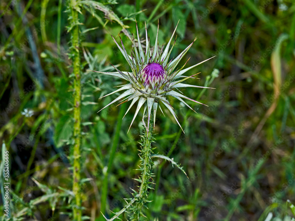 Close up of the Onopordum cyprium in flower Close up of the Onopordum cyprium in flower