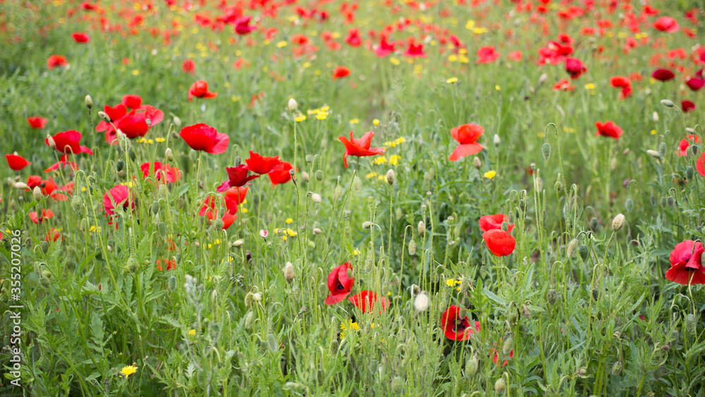 Field of bright red poppy flowers and wildflowers in summer.Spring meadow background.Herbal floral landscape view.Remembrance day,Anzac Day,symbol First World War.Opium poppy,cosmetics,medical