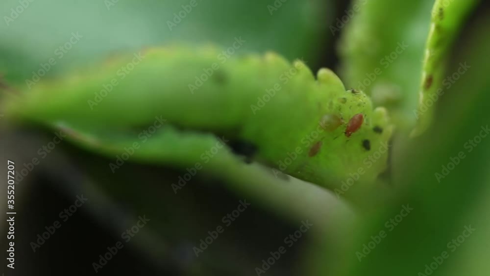 Aphids on plants, Aphids on plants,