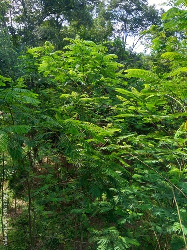 Albizia chinensis (silk tree, Chinese albizia, kool, khang hung, kang luang, cham, sengon) leaves with natural background. Albizia chinensis use as crates, boats, potions and bridges