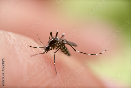 Aedes aegypti Mosquito. Close up a Mosquito sucking human blood,