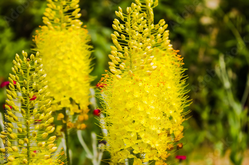 yellow flowers of narrow-leaf ederurus. The bulbous plant blossomed in the garden. High quality photo