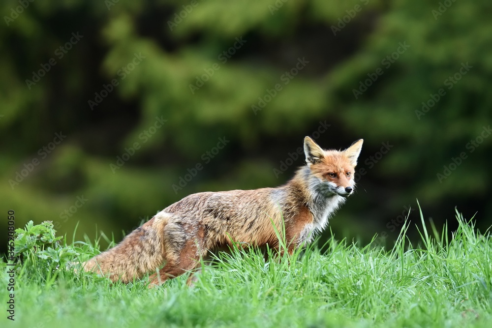 Red fox in forest background Red fox in forest background