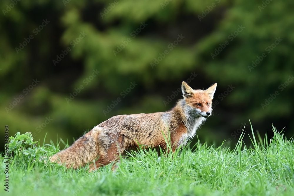 Red fox in forest background