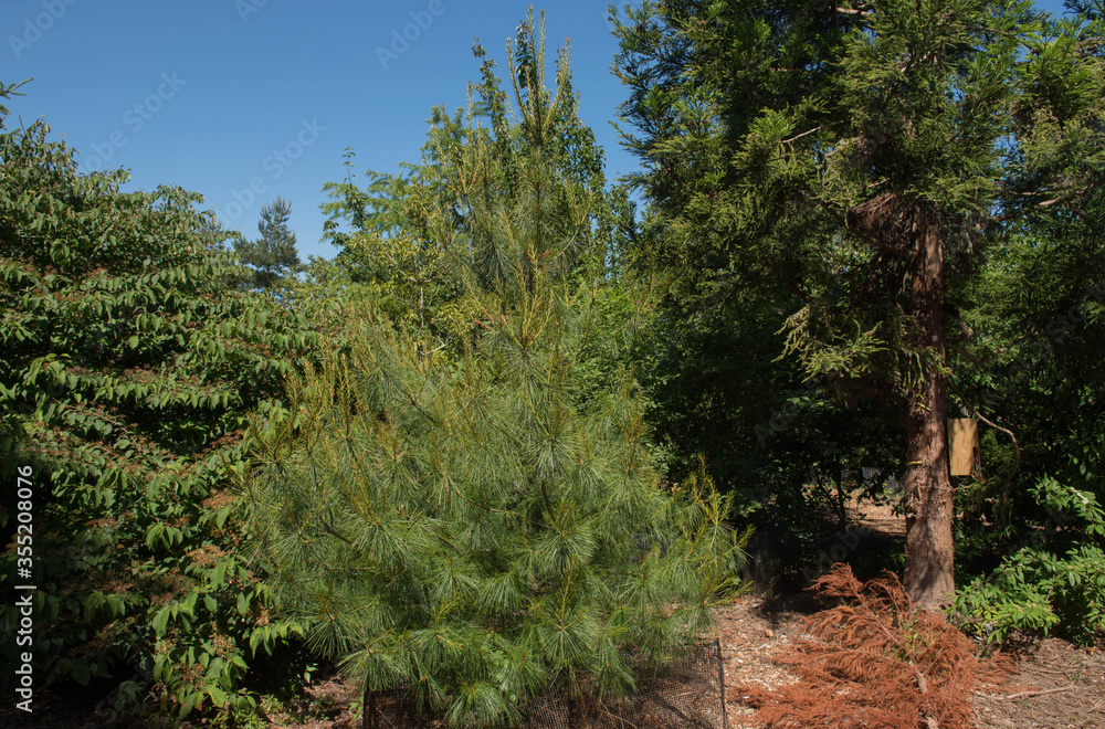 Green Foliage of an Evergreen Coniferous Armand or Chinese White Pine Tree (Pinus armandii) Growing in a garden with a Bright Blue Sky Background in Rural Devon, England, UK Green Foliage of an Evergreen Coniferous Armand or Chinese White Pine Tree (Pinus armandii) Growing in a garden with a Bright Blue Sky Background in Rural Devon, England, UK