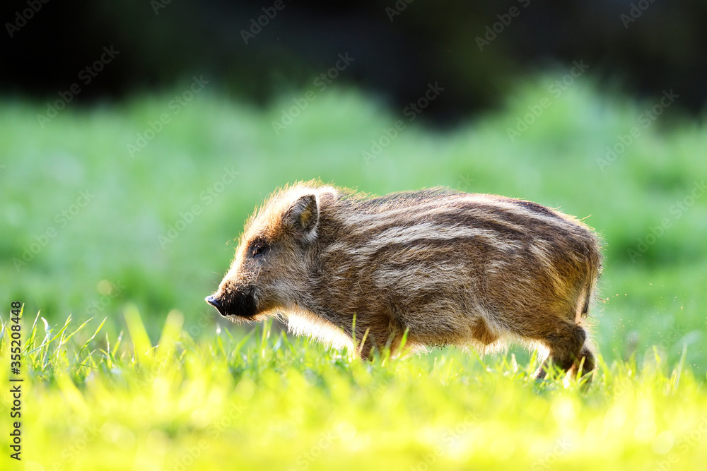 Wild boar piglet in the forest meadow late in the evening Wild boar piglet in the forest meadow late in the evening