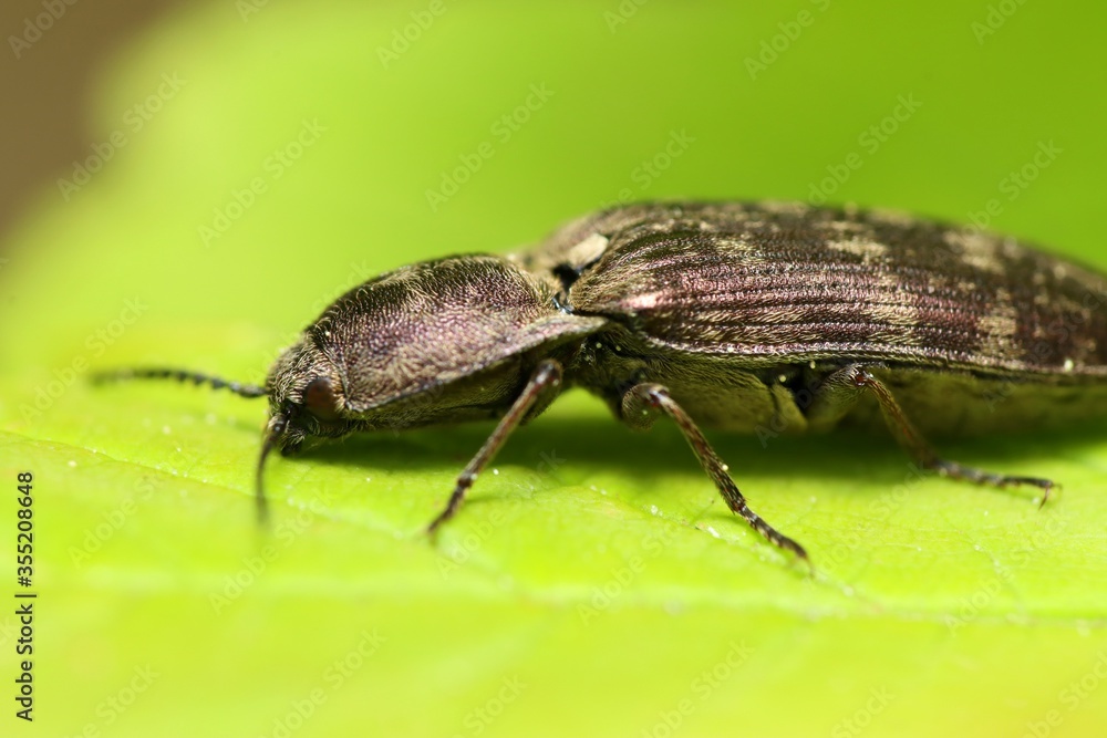 Beetle (family Elateridae) on a green leaf. Macro. Beetle (family Elateridae) on a green leaf. Macro.