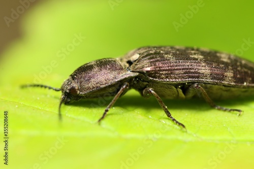 Beetle (family Elateridae) on a green leaf. Macro.