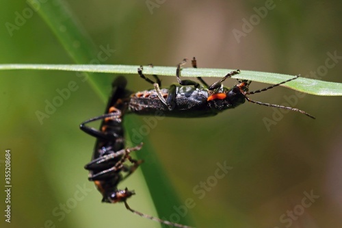A pair of copulating beetles on a leaf of grass. Macro.