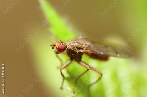 Strange fly (Scatophaga stercoraria) sitting on a green leaf. Green background. Bokeh. Macro. © Petr