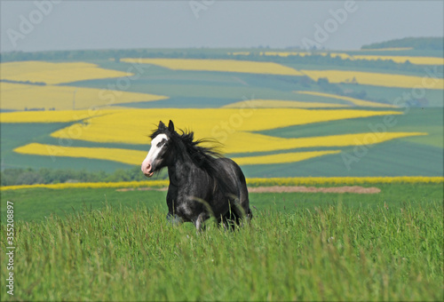 Fotografie Shire Horse Stute auf der Weide