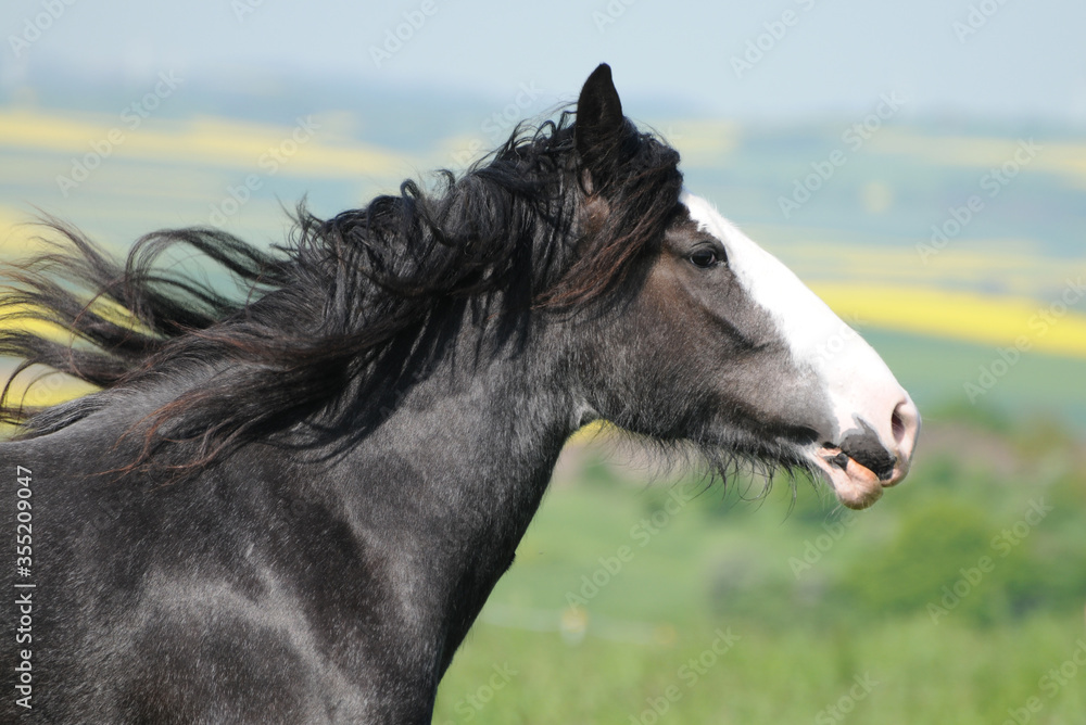 Fototapeta premium Shire Horse Stute Kopf