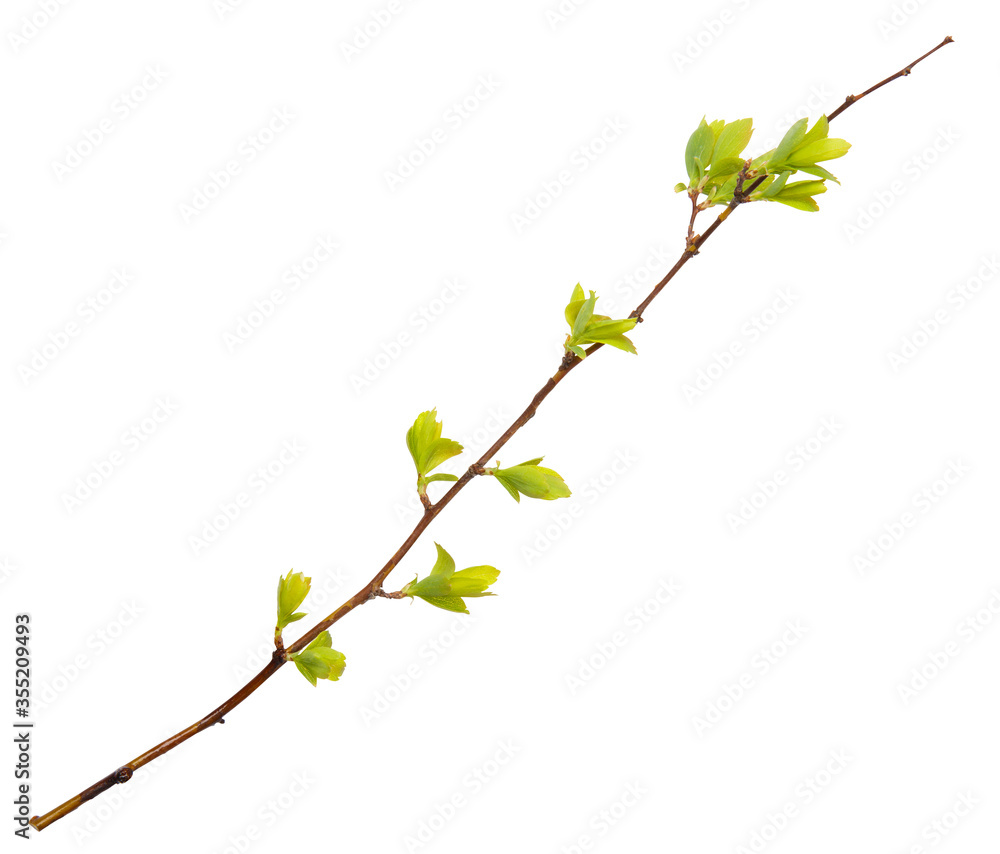 Young spring branch isolated on white. Spring mood. Green twig extracted on white background Young spring branch isolated on white. Spring mood. Green twig extracted on white background
