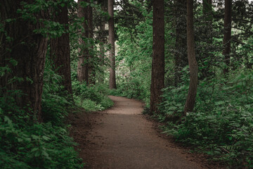 Keuken achterwand Bosweg Mossige wandelroute in weelderig regenwoud  © Nicholas Steven