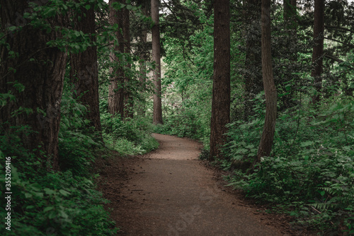 Obraz na płótnie Pacific Northwest greens on a hiking trail in a lush forest