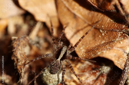 Wolf spider (Pardosa lugubris) on dry leaves. Macro. 