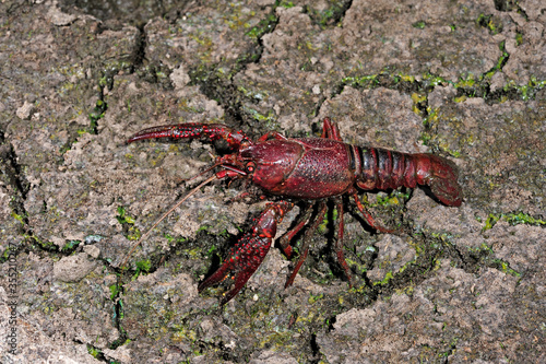 Swamp crayfish, Louisiana crawfish (Procambarus clarkii) - Louisianakrebs photo