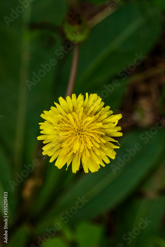 Dandelion macro photo. Yellow dandelion flower. Green dandelion leaves. Dandelions bloom in spring. View from above