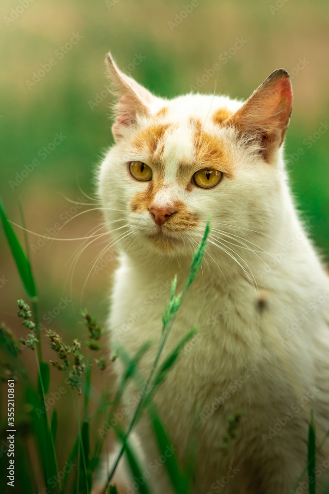 Beautiful stray cat without a house portrait on a green background