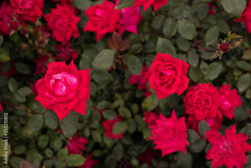 Red Rose on a bush in the Garden